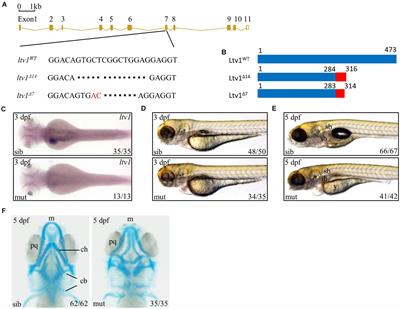 The Ribosome Biogenesis Factor Ltv1 Is Essential for Digestive Organ Development and Definitive Hematopoiesis in Zebrafish